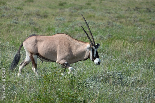 wild oryx (Oryx beisa) in the middle of the savannah in the etosha national park, namibia
