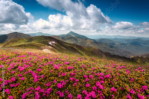 Amazing nature landscape. Wondeful mountain scenery with perfect blue sky, mountains, and blossoming pink rhododendron flowers on hills. Popular travel and hiking pass in the Carpathian Mountains.