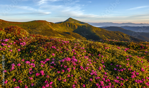 Wonderful nature landscape of mountains. Amazing pink flowers rhododendrons during sunset. Awesome alpine highlands under in spring time. Concept of hiking on outdoor. Wonderful natural bacground