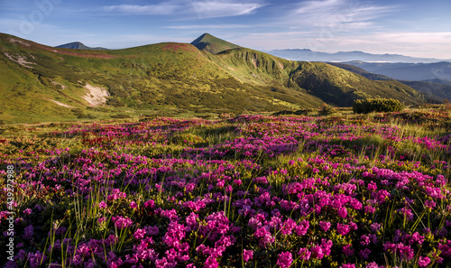 Fototapeta Naklejka Na Ścianę i Meble -  Amazing nature landscape. Wondeful mountain scenery with perfect blue sky, mountains, and blossoming pink rhododendron flowers on hills. Popular travel and hiking pass in the Carpathian Mountains.