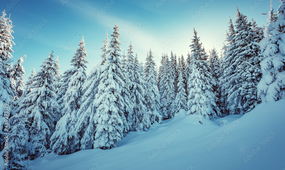 Winter forest. Amazing nature landscape. Wonderful wintry scenery. Snow covered fir trees during sunrise. Chistmass concept. Nature background