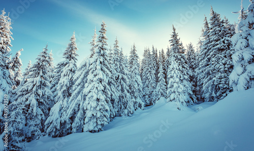 Winter forest. Amazing nature landscape. Wonderful wintry scenery. Snow covered fir trees during sunrise. Chistmass concept. Nature background © jenyateua