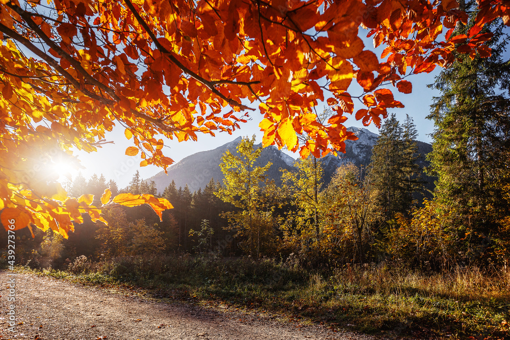 Fototapeta premium Golden leaves of trees over colorful autumn ground road in the park. amazing autumnal natural background. Focus on foliage