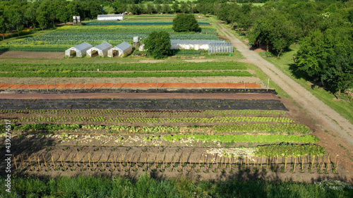 Bio farmer field farming vegetable agricultural farm garden plantation fruit tree dron aerial video shot leaf curly cabbage kale winter plant leaves organic plantation harvest vegetables, greenhouse photo