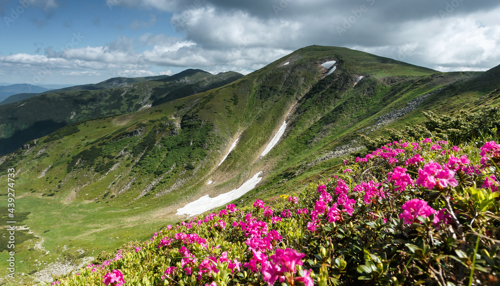 Wonderful sunny nature landscape. View on mountain valley with blossoming pink phododendron flowers. Spring scenery. Carpathian mountains. Ukraine