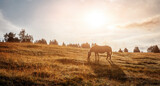 Amazing nature landscape in sunny morning, Alone Horse in Highland pasture under sunlit. Creative image vintage style with warm flare.