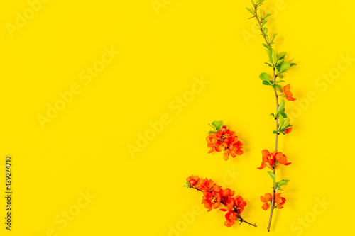 Abstract spring background. Branch of blooming japanese quince on a yellow background. Chaenomeles japonica. Flat lay, top view. Spring flowers composition © Marina