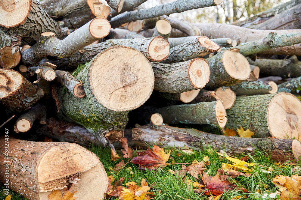 nature, wood and environment concept - trunks of felled trees or logs outdoors in autumn
