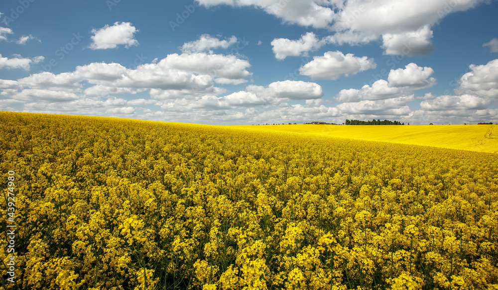 Blossoming rapeseed field leading to the beautifulperfect blue sky. Concept of farming for green energy and oil industry. agricultural and rich harvest concept. rural nature scenery