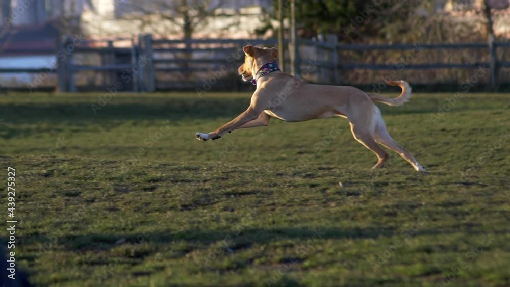Slow Motion Of A Playful Dog Running Freely At The Field On A Sunny Morning With People Walking By. tracking shot Slow Motion Of A Playful Dog Running Freely At The Field On A Sunny Morning With People Walking By. tracking shot