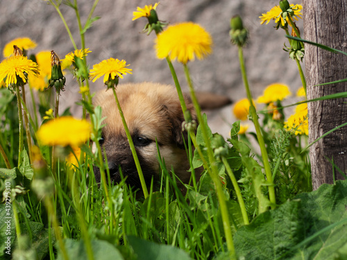 a puppy in a thicket of dandelions