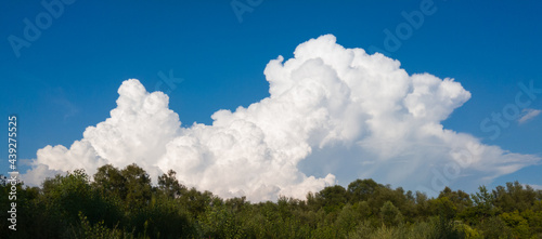 A large white cumulonimbus cloud emerges behind the forest canopy on blue sky