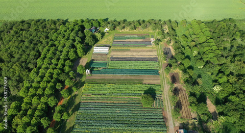 Plantation fruit tree apple bio farmer field farming vegetable agricultural farm garden orchard dron aerial video shot leaf curly cabbage kale plant organic plantation harvest vegetables, greenhouse photo