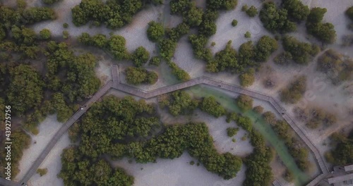 Birdseye Aerial View of Jubail Mangrove Park, Abu Dhabi, UAE. Protected Natural Reserve, Groves and Boardwalk, Top Down Drone Shot photo
