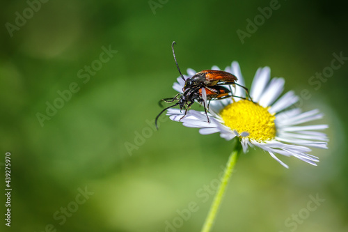 Amazing nature scene closeup. Beetles on a camomile flower on a blurred background of green grass. Beautiful summer landscape with copy space and Space for an inscription or logo. Ekology concept © jenyateua