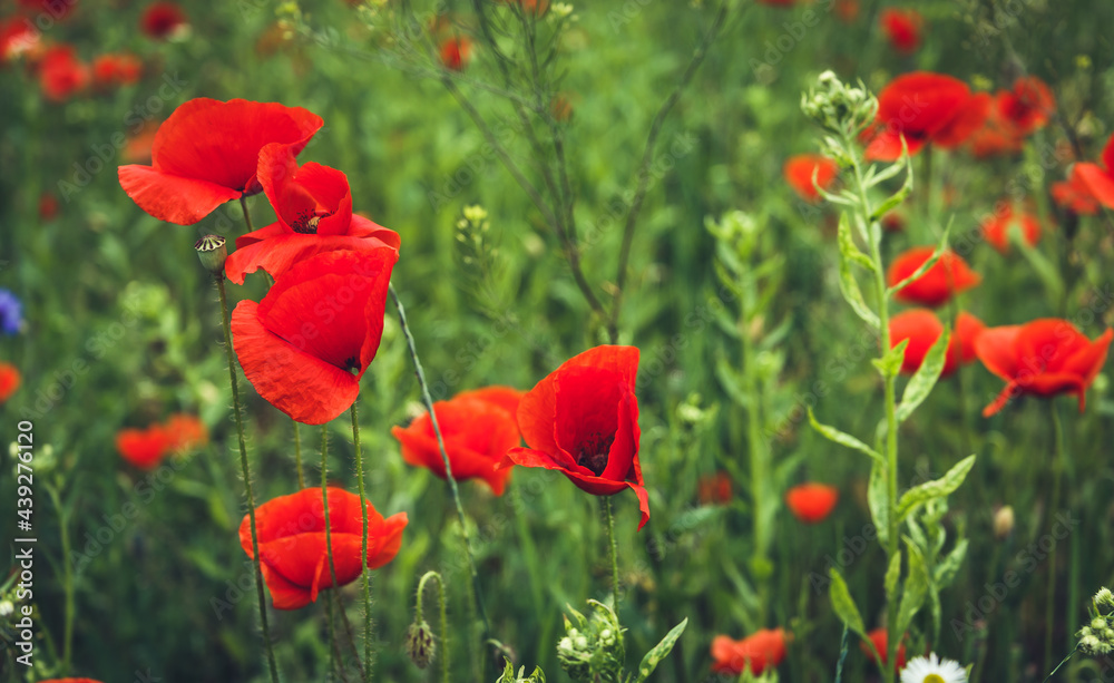 Obraz premium Flowers Red poppies blossom on wild field. Beautiful field red poppies with selective focus. Red poppies under of sunlight. Opium poppy. Natural drugs. Glade of red poppies.Soft focus.