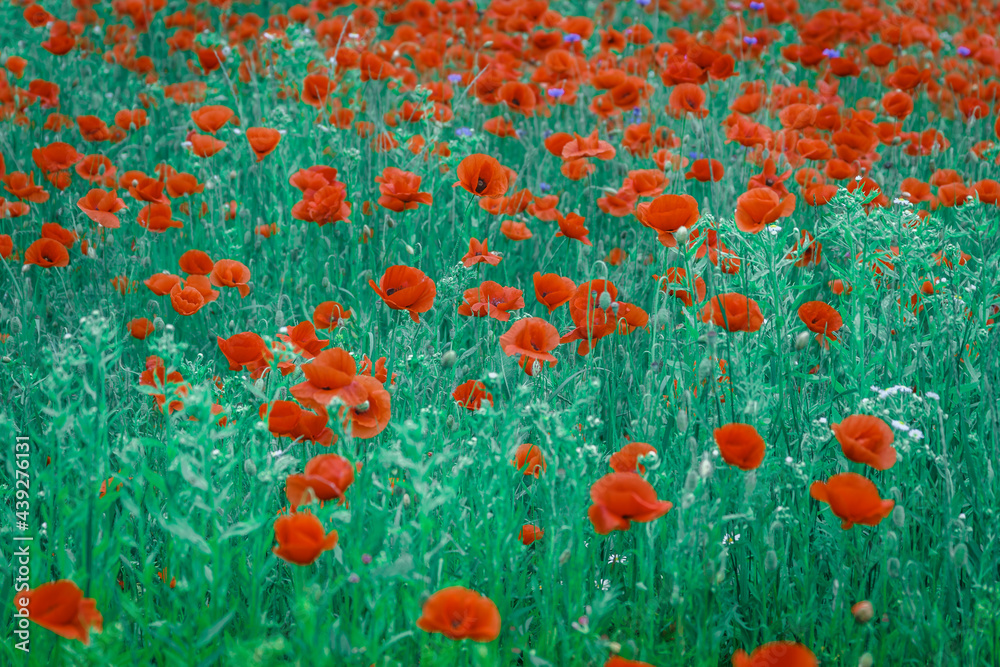 Obraz premium Wonderful rural landscape. color contrast between poppy and green field with a lot of copy space. small depth of field. Opium poppy. Natural drugs. Glade of red poppies. Soft focus