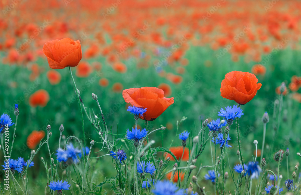 Fototapeta premium Wonderful rural landscape. ?olor contrast between red poppy flowers, blue cornflowers and green field. small depth of field. Opium poppy. Natural drugs. Glade of red poppies. Soft focus