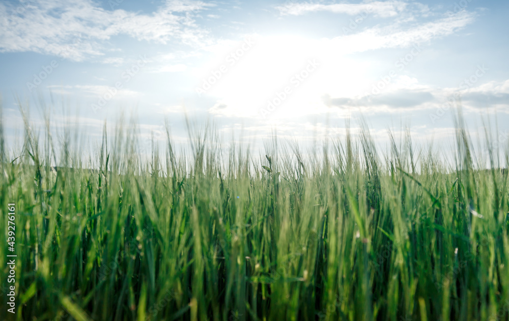 summer landscape. Idea concept harvest. majestic rural landscape with blue sunny sky with sun. Copy space installation of sunlight on the horizon. creative image