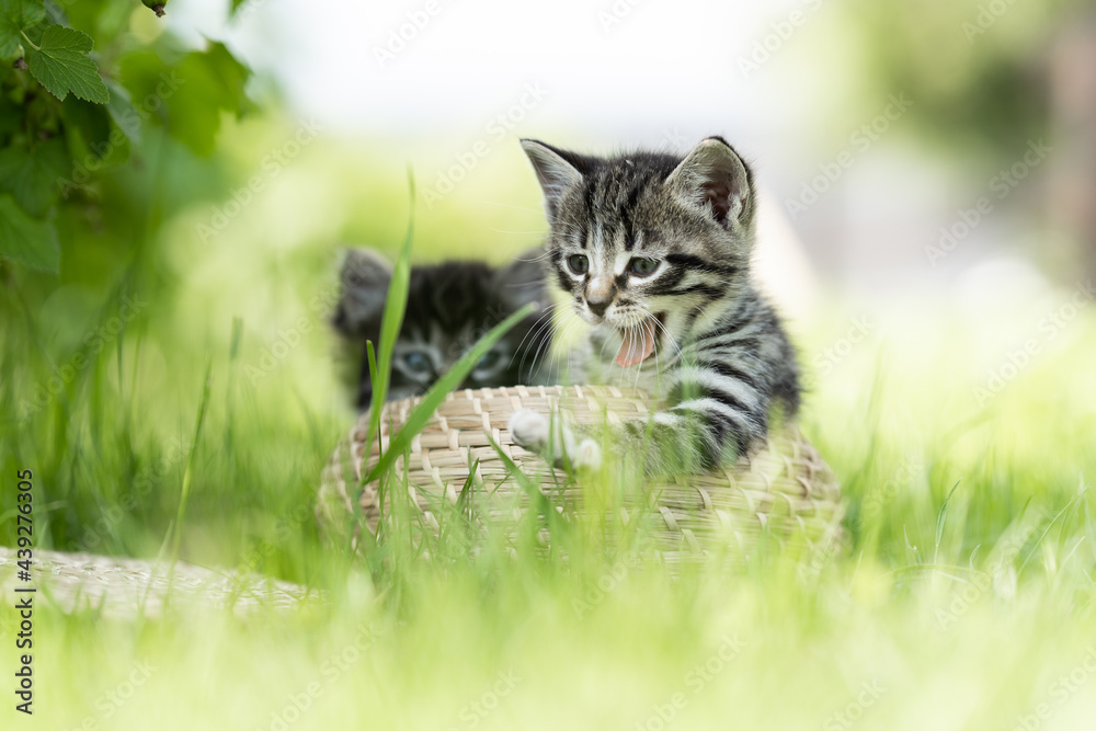 yawning funny gray kitten on the grass in a basket