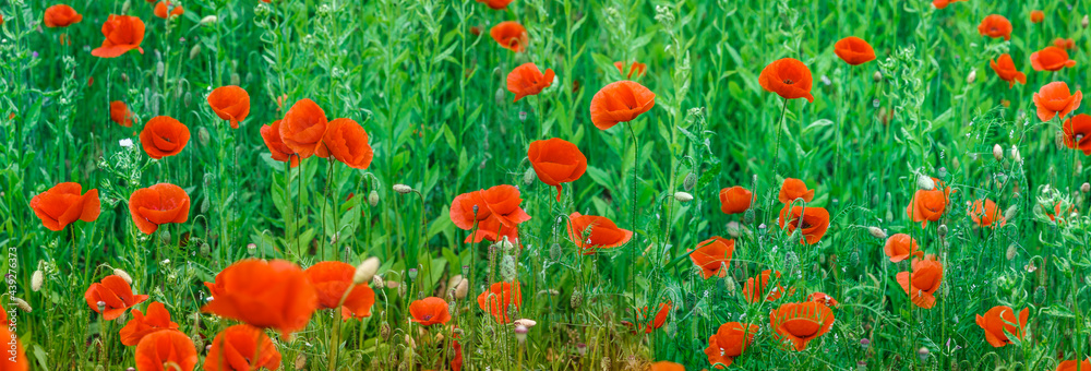 Fototapeta premium Beautiful wild flowers poppies and blue cornflowers, on the fresh green grass background. abstract background of nature small deps of field. Wonderful rural landscape.