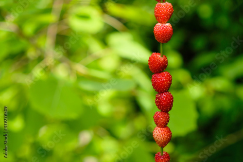 Billede på lærred Wild strawberries on straw on a sunny forest background