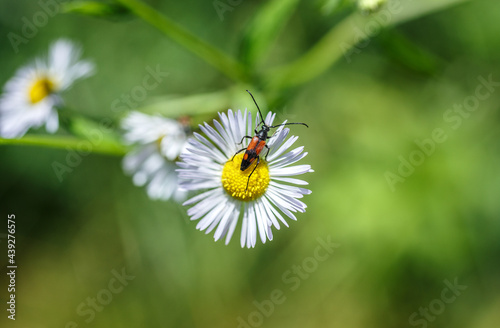 Wonderful nature scene closeup. Beetle on a camomile flower on a blurred background of green grass. Beautiful summer landscape with copy space and Space for an inscription or logo. Ekology  concept photo