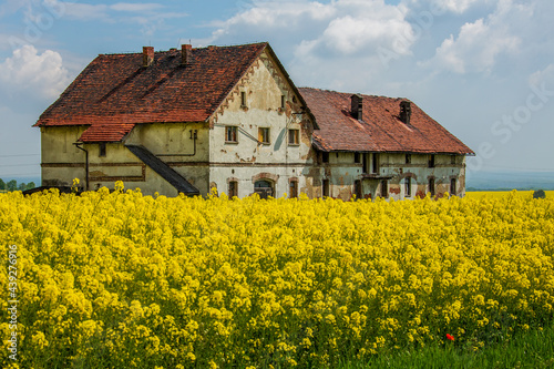 old house in rape field in Poland