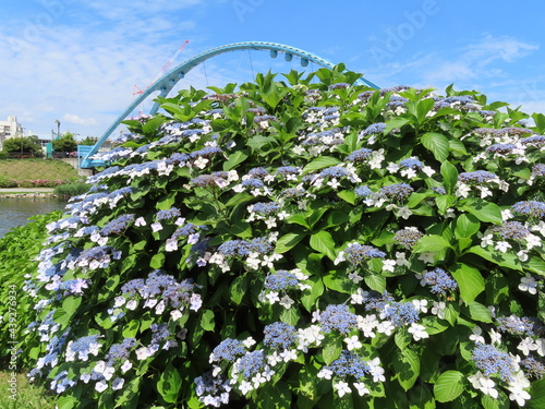 橋と紫陽花と青空