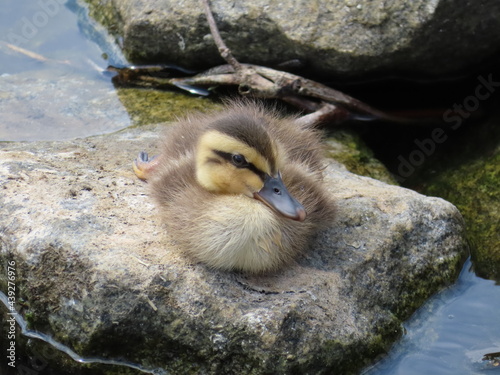 雛鳥の日向ぼっこ