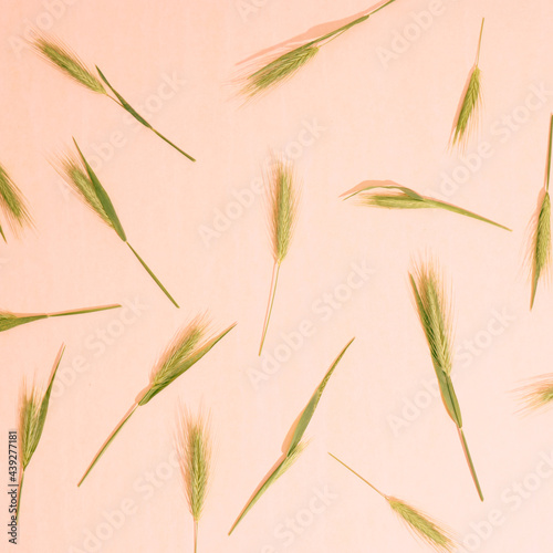 Floral pattern background of ears. Top view, flat lay. photo