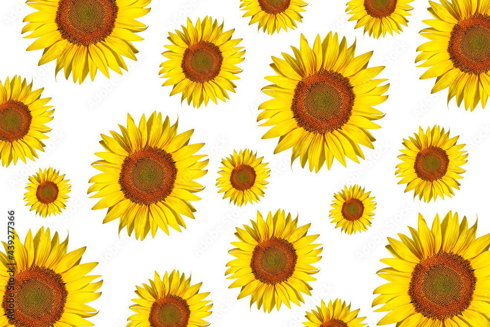 sunflower background sunflower background