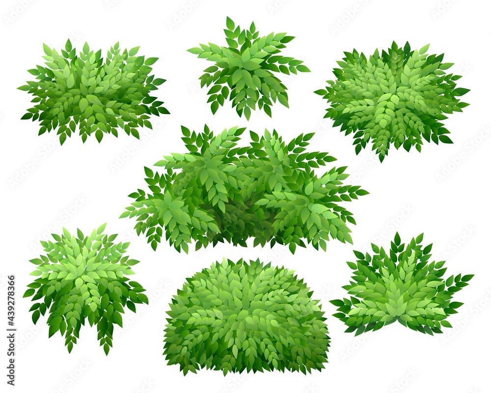 Fototapeta premium Nature garden natural bushes