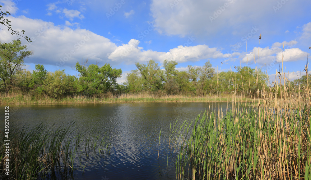 wild lake in forest