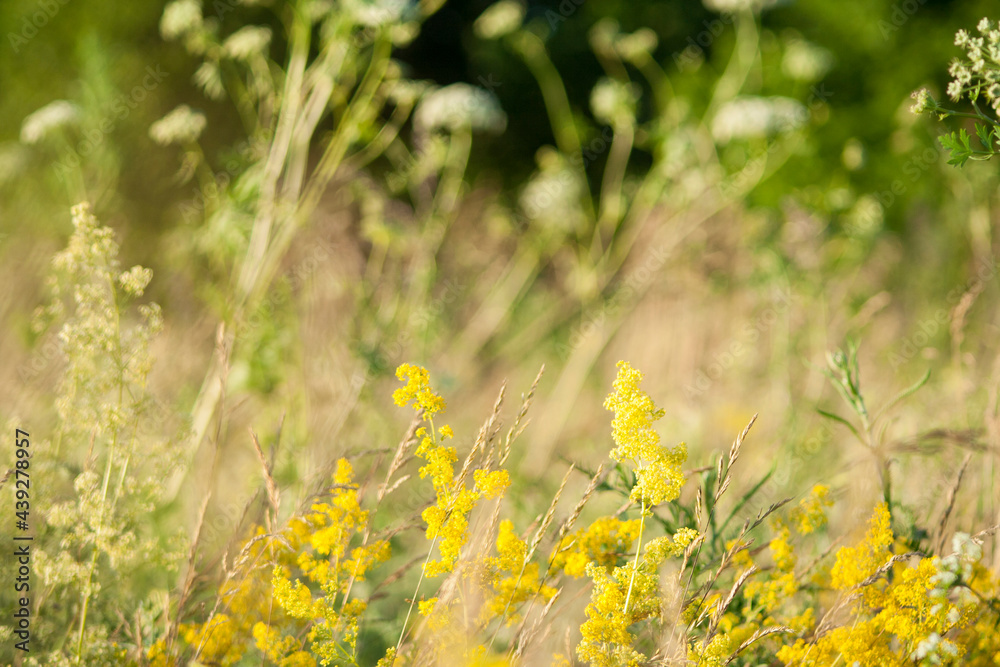 Obraz premium Beautiful green grass and flowers on field at summer day at sunlight. Green meadow fresh springtime landscape, nobody, tranquil scene