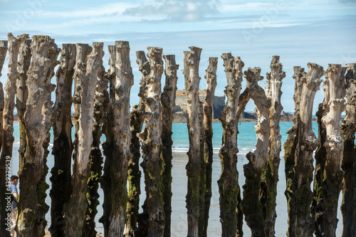 Big breakwater, 3000 trunks to defend the city from the tides in Saint-Malo, Ille-et-Vilaine, Brittany, France