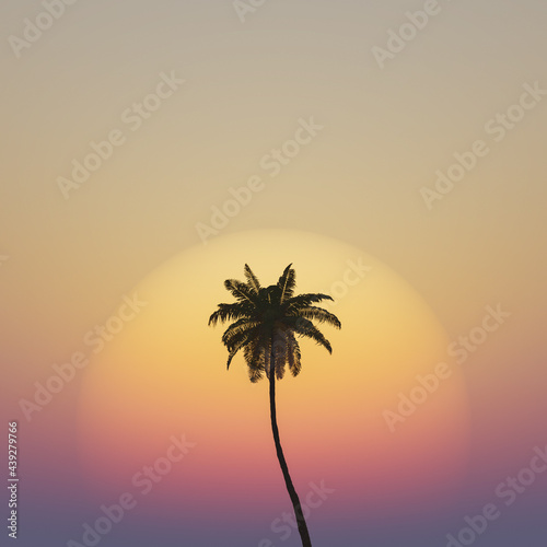 palm tree with warm sunset