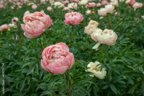 Field of peony roses. Paeoniaceae. Uffelte Drente Netherlands. 