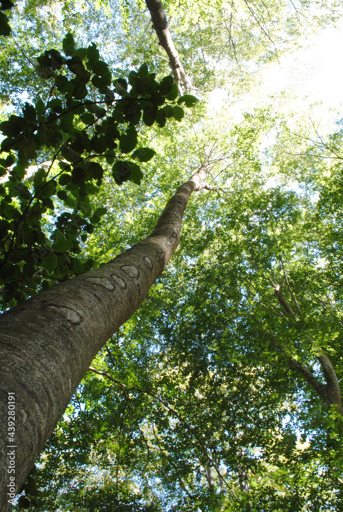 Fototapeta premium trees in the forest