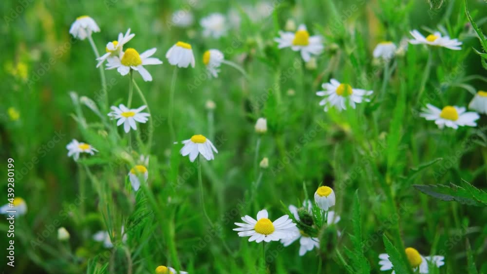 Chamomile. Lot of daisies in a field. Chamomile field. spring Flowers sway in the wind. White flowers on a green meadow. The video is well suited for the background. Summer and nature. Paint wildlife Chamomile. Lot of daisies in a field. Chamomile field. spring Flowers sway in the wind. White flowers on a green meadow. The video is well suited for the background. Summer and nature. Paint wildlife