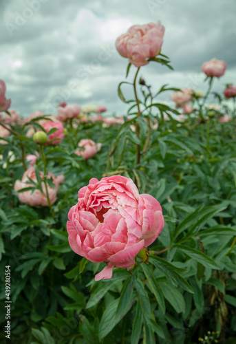 Field of peony roses. Paeoniaceae. Uffelte Drente Netherlands. 
