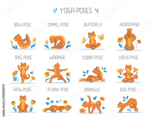 The set of cats and yoga poses, asanas