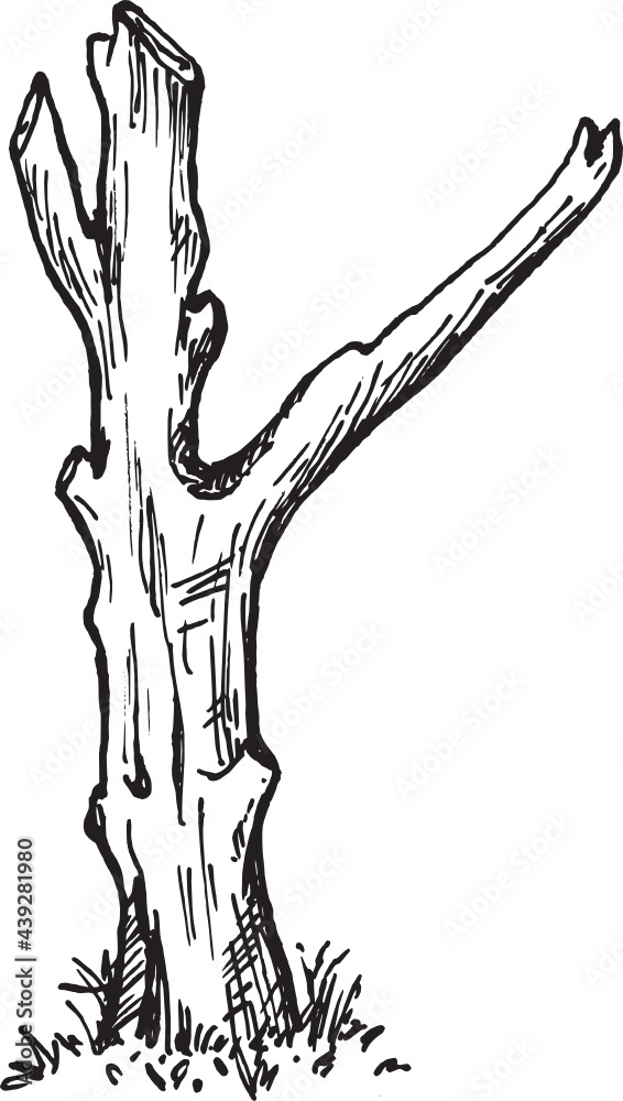 Fototapeta premium twigs. Nature Forest Hand drawn Elements