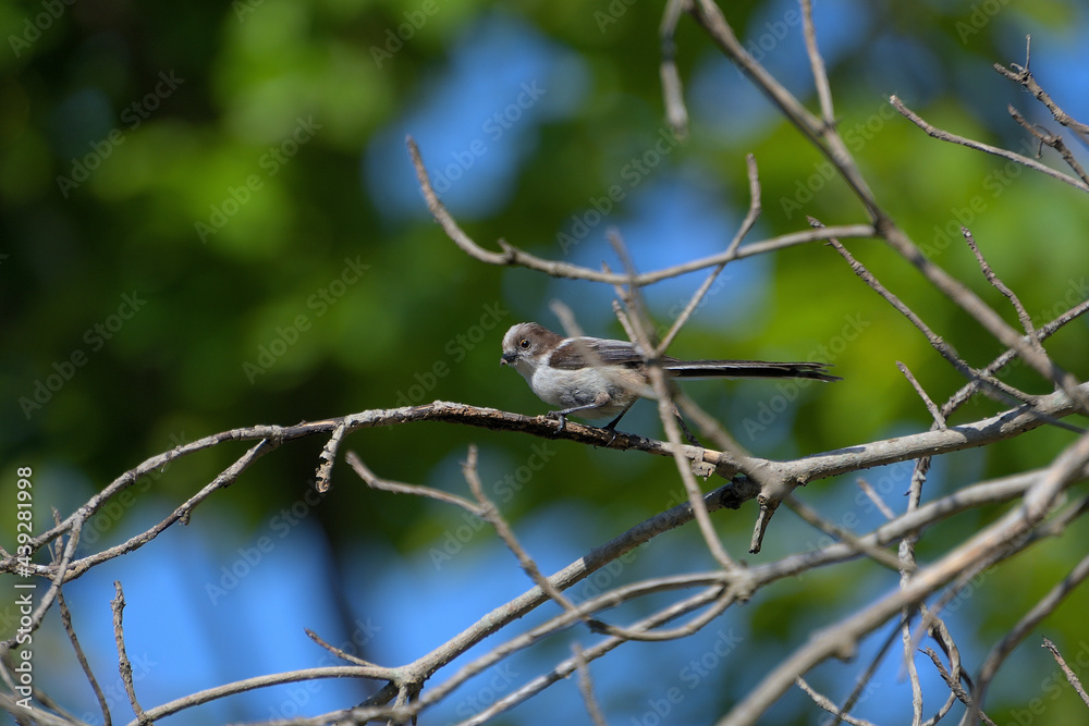 嘴に何かを咥えているエナガの幼鳥