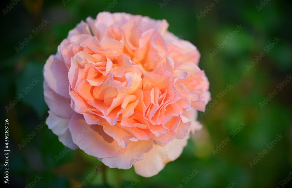 Eine Prachtvolle gefüllte Duft-Rose Eine Prachtvolle gefüllte Duft-Rose