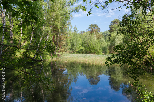 Forest lake partly overgrown with reeds in early summer