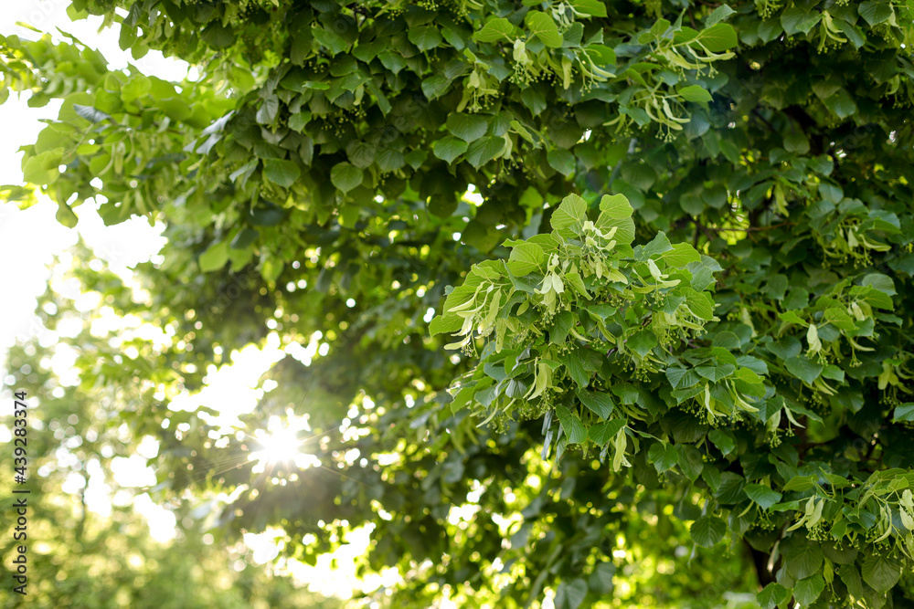 Linden tree landscape with the sun rays coming through Linden tree landscape with the sun rays coming through