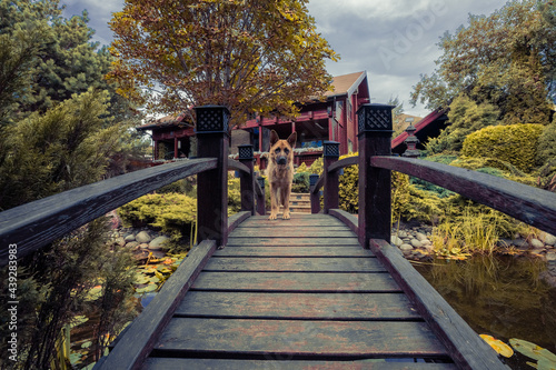 bridge in autumn, dog, german shepherd