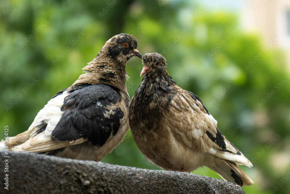 Obraz premium two pigeons on the terrace of the house. wet pigeons after rain, close-up