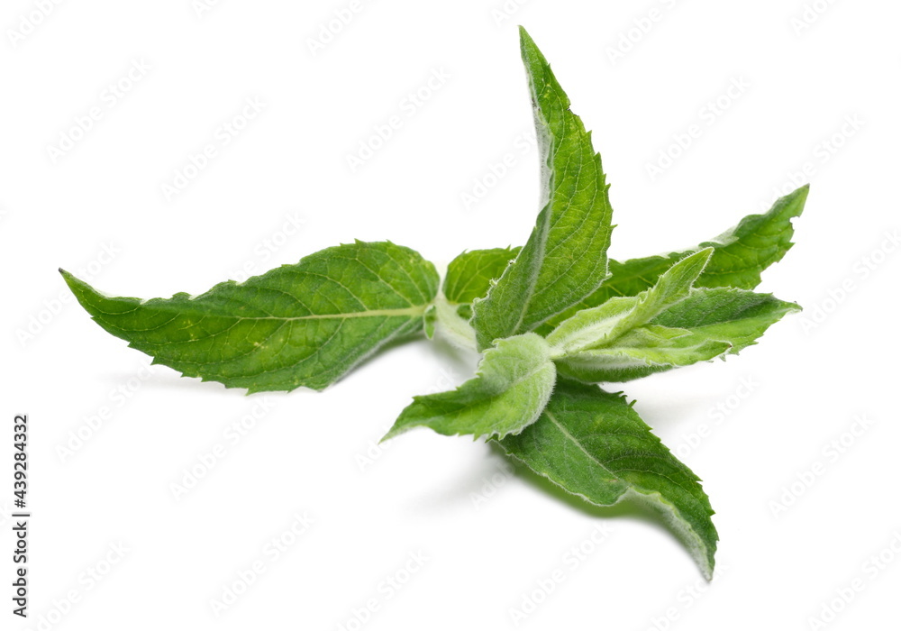 Fresh mint leaves isolated on white background, clipping path, herbal plant
